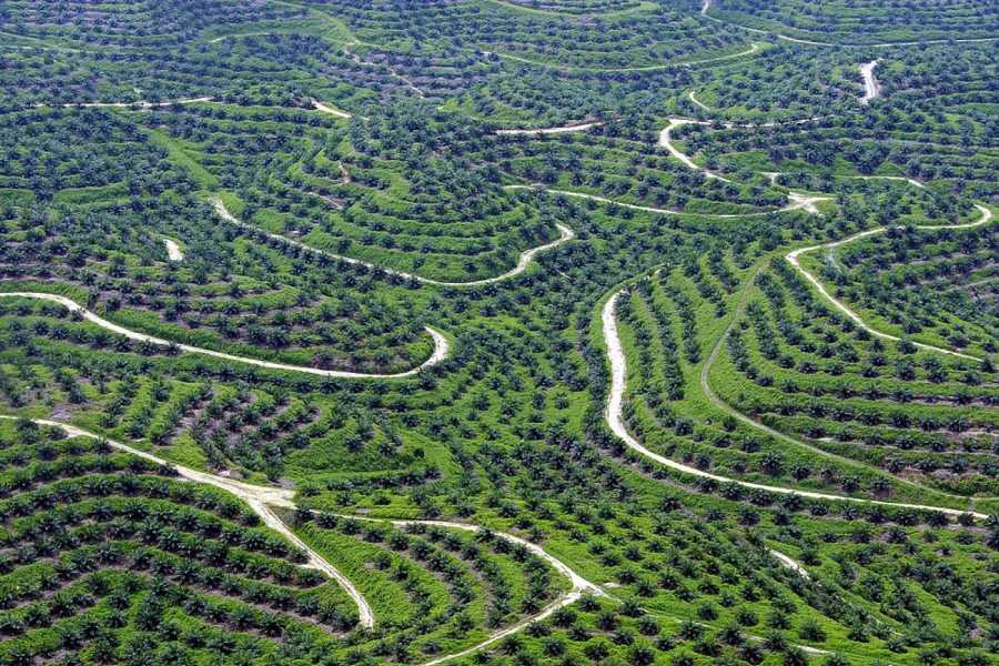 Eine Palmöl-Plantagen in Indonesien. Bauern prangern hierzulande den Betrug mit Palmöl-Import für Biodiesel an. (Foto: Bagus Indahono/EPA/dpa)