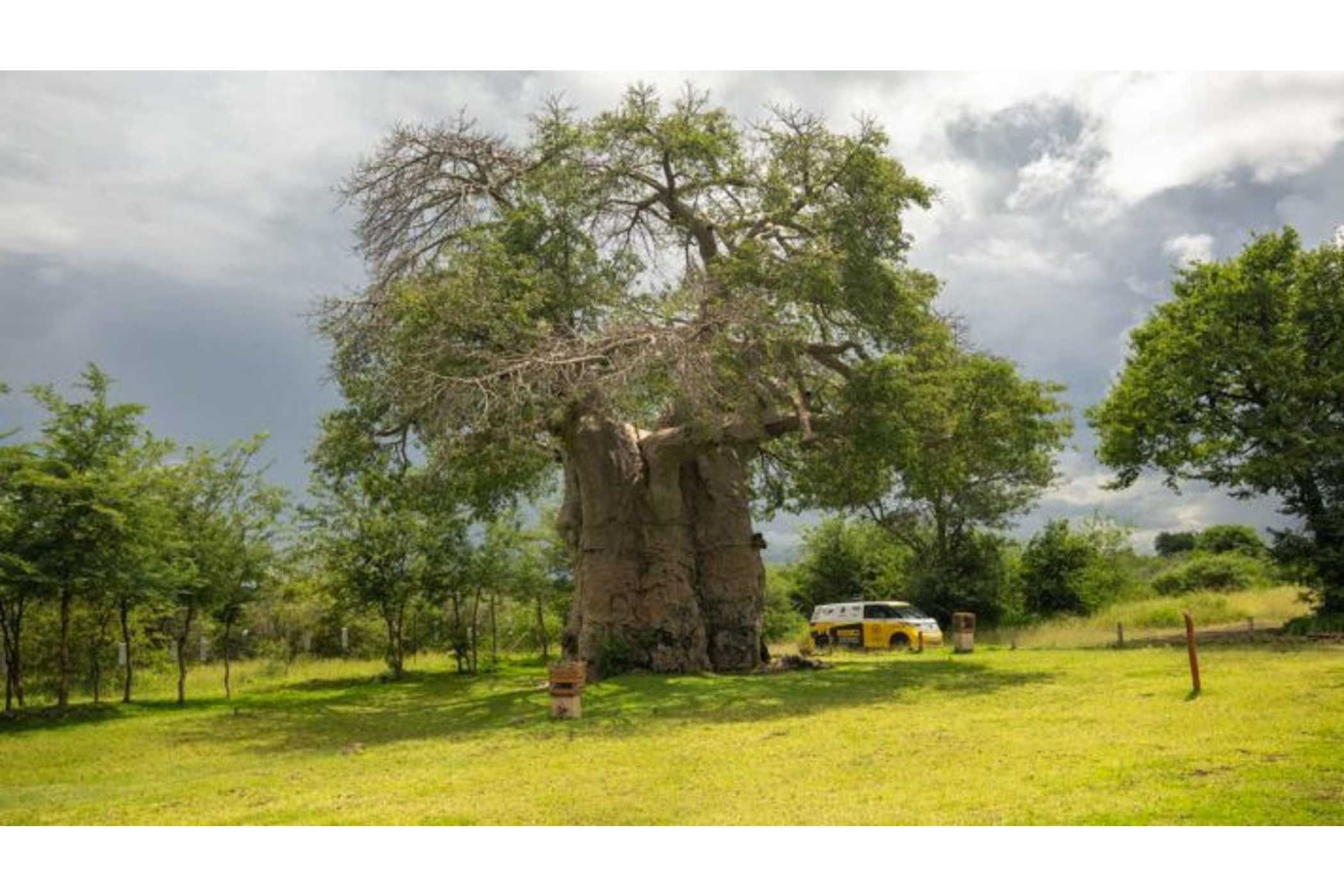 ID. Buzz World Tour in Botswana.| Foto: VW
