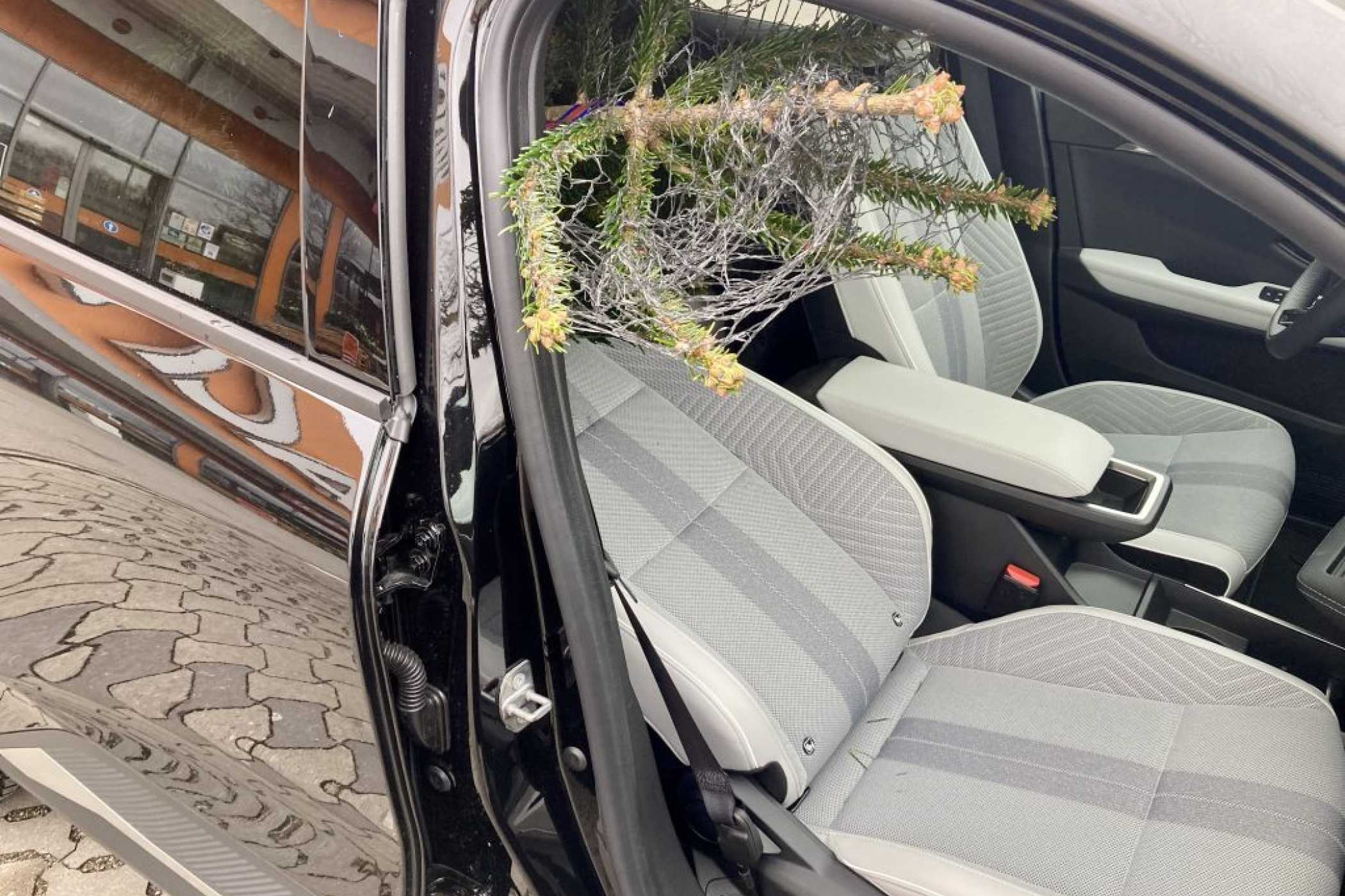 2,3 metrelik bir ağaç mı? Rahatça sığar! (Foto: G. Soller)